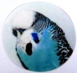 Andulka modrá MINI logo