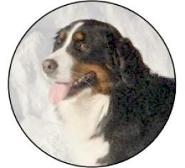 Bernský salašnický pes MINI logo L1è.197
