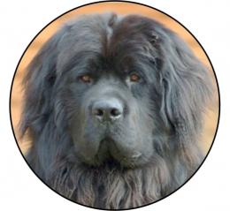 Novofundladský pes MAXI logo L2è.201